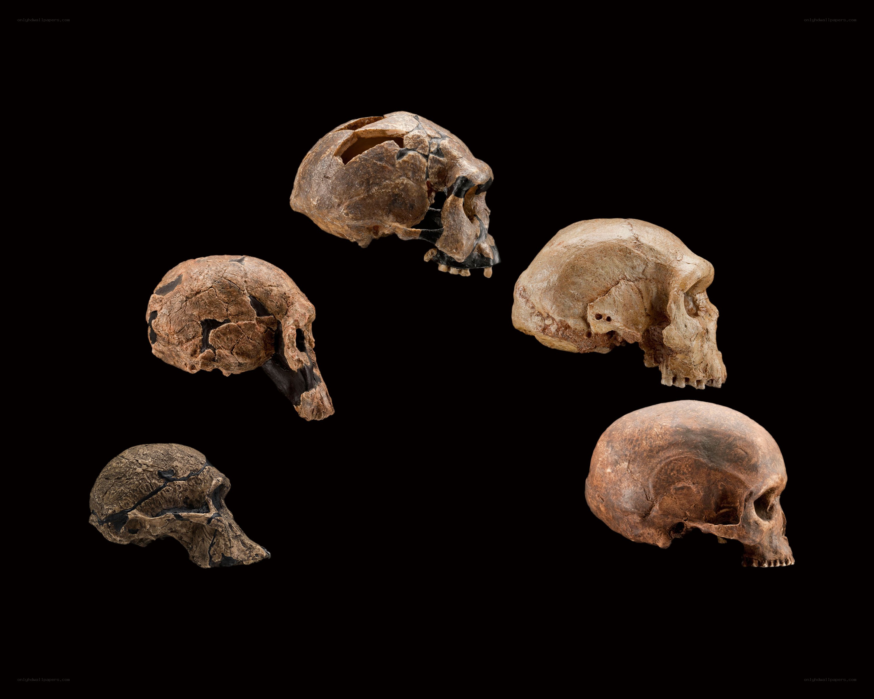 Fossilized hominin skulls