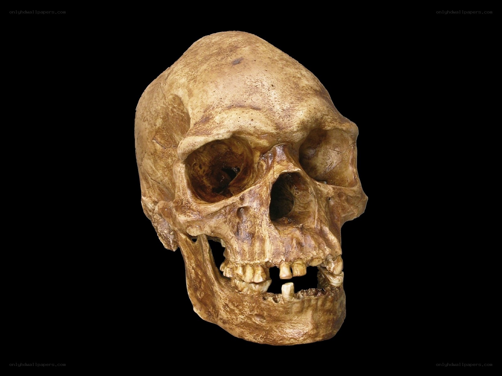 fossilized human skull