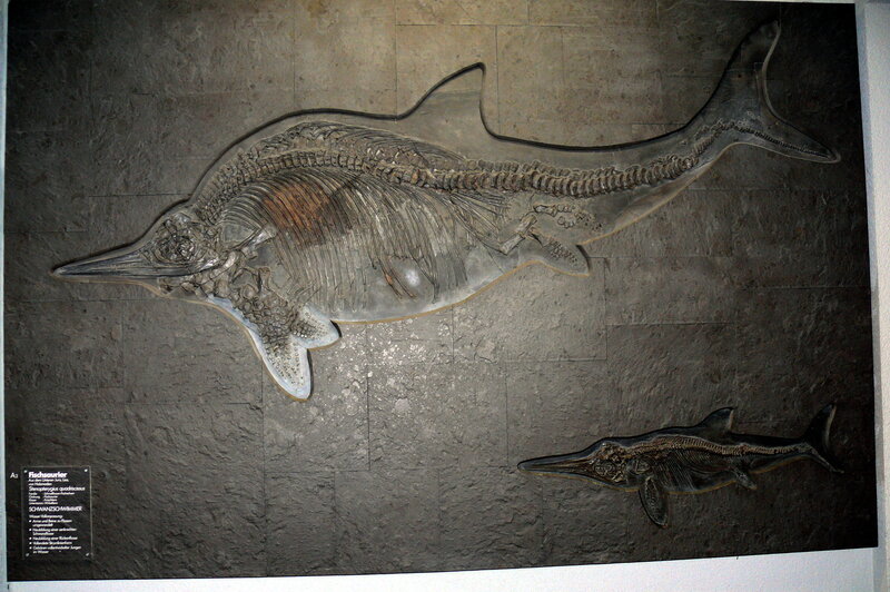 Fossilized Ichthyosaur Skeletons