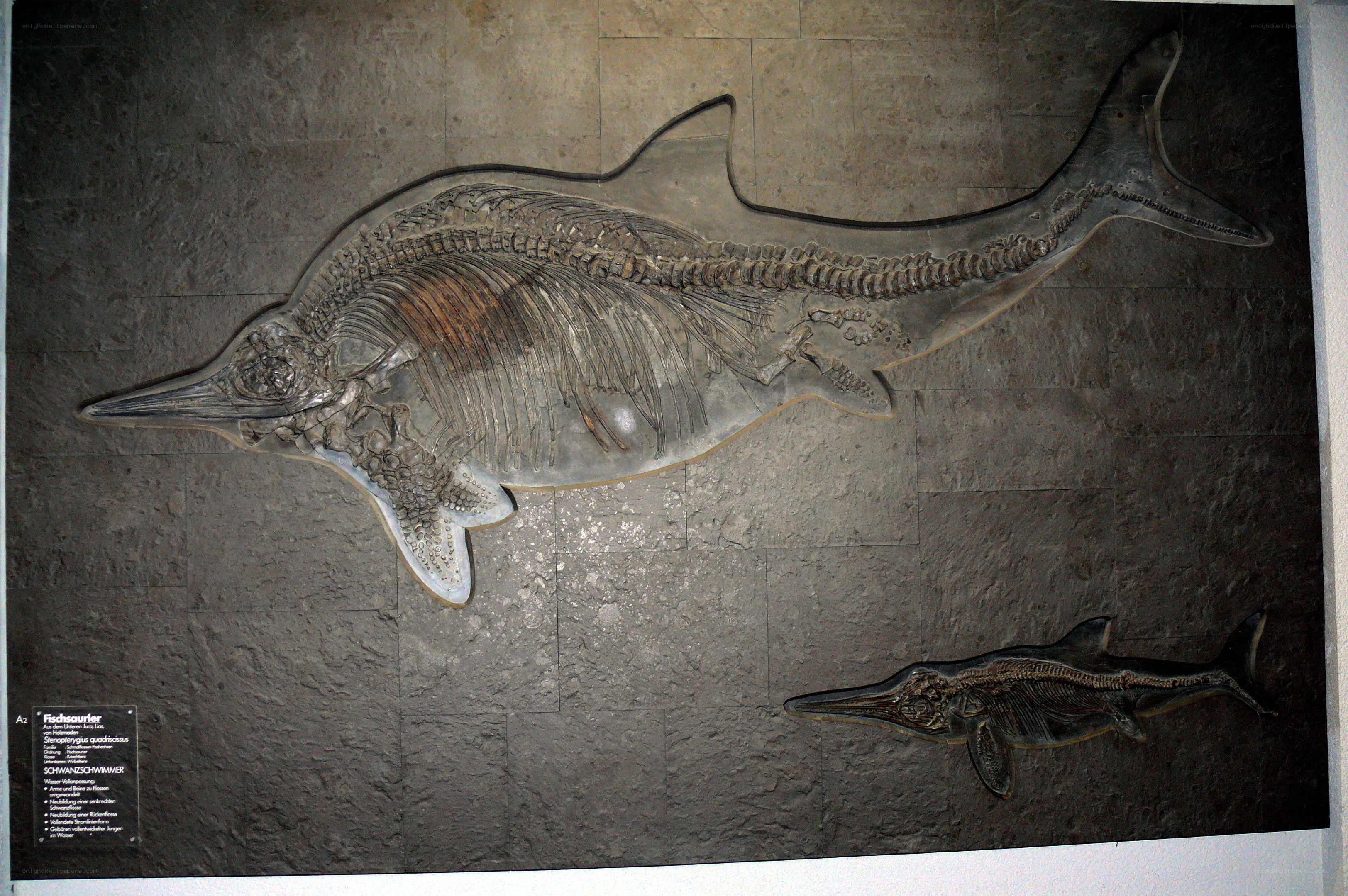 Fossilized Ichthyosaur Skeletons