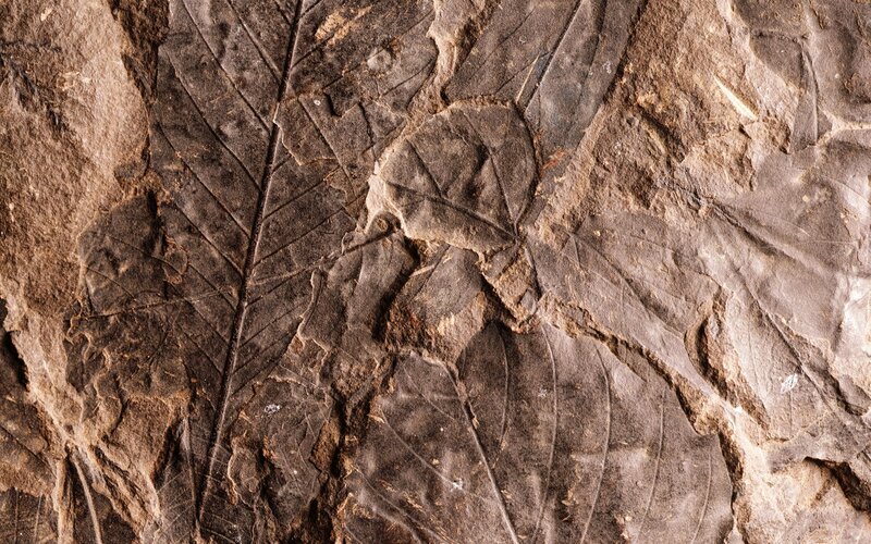 fossilized leaf imprint