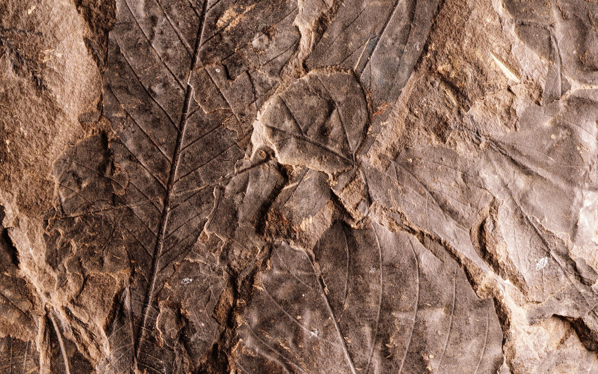 fossilized leaf imprint