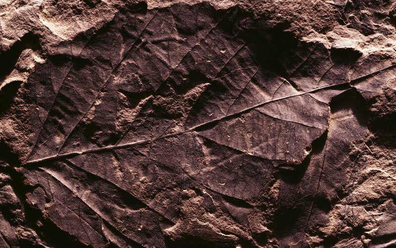fossilized leaf in rock