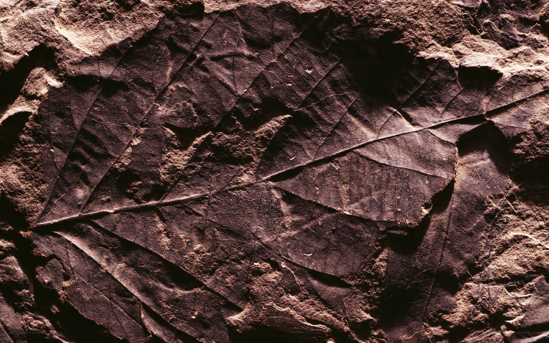 fossilized leaf in rock