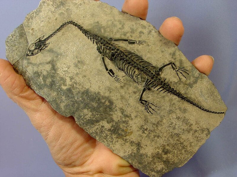 fossilized lizard skeleton