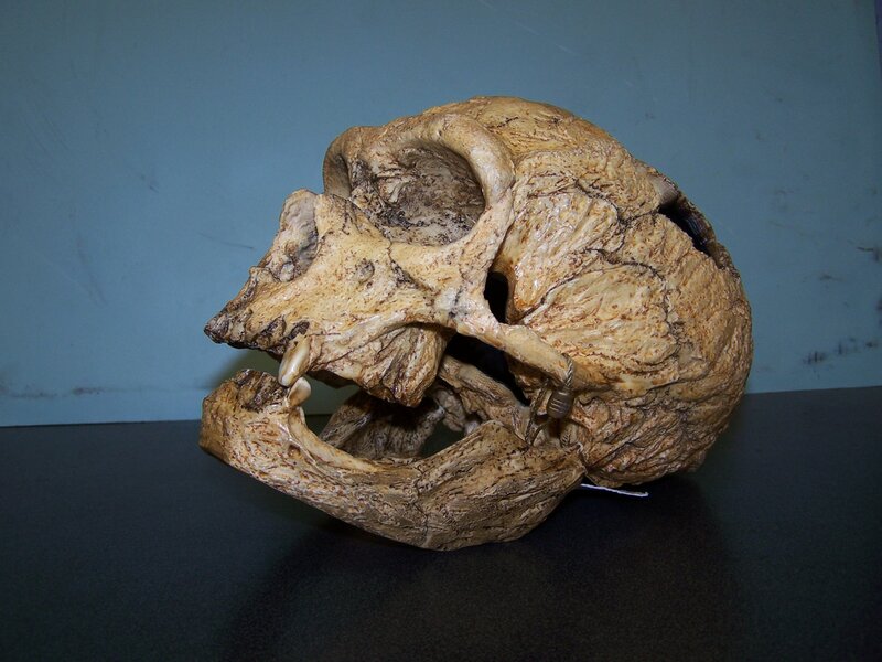 fossilized primate skull