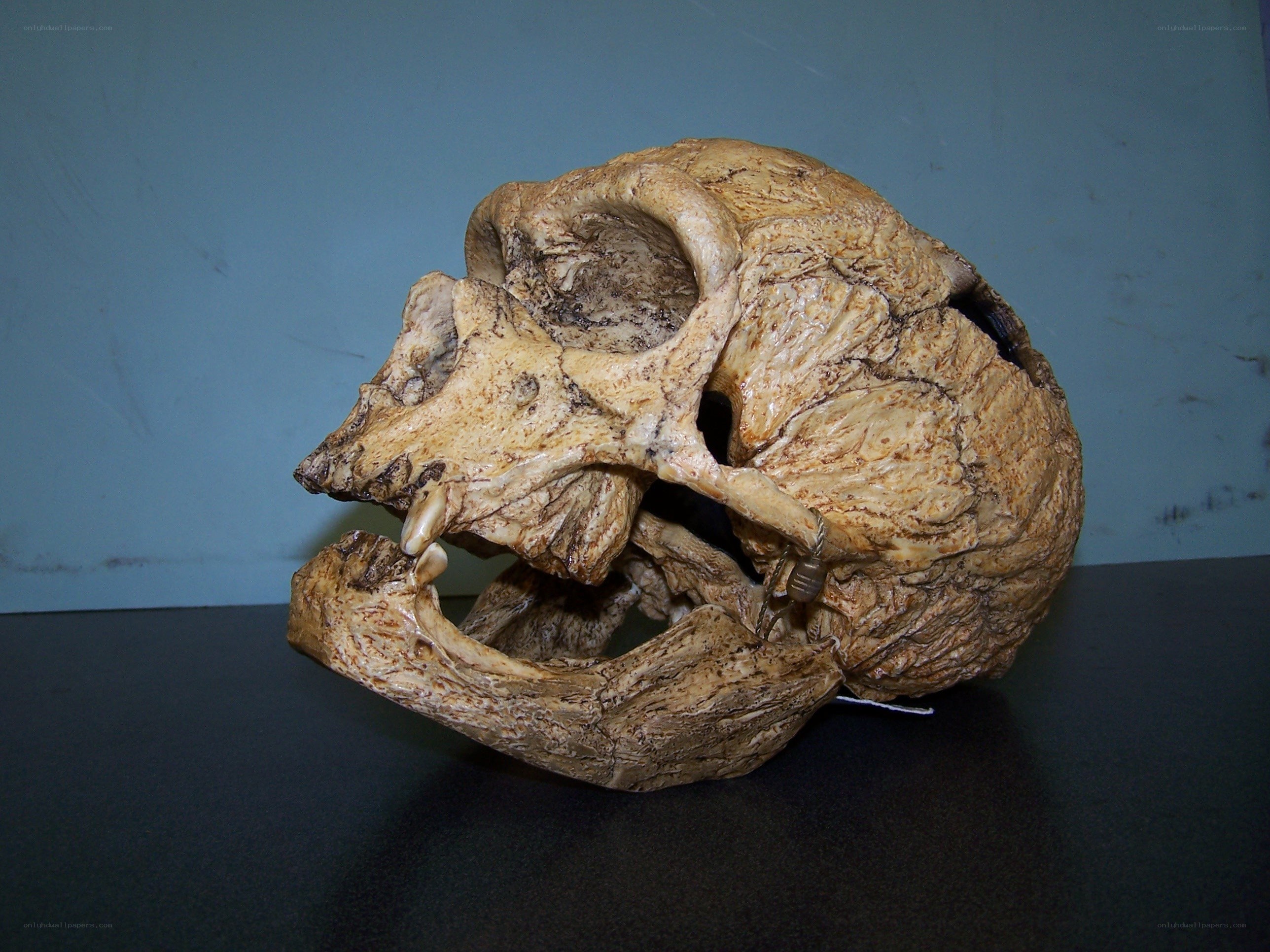 fossilized primate skull
