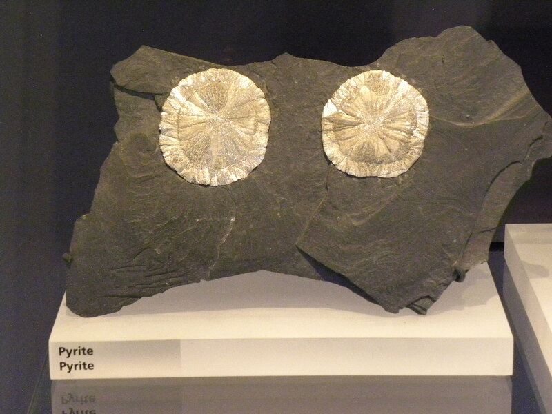 Fossilized Pyrite Specimens