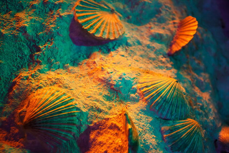 Fossilized Scallop Shells