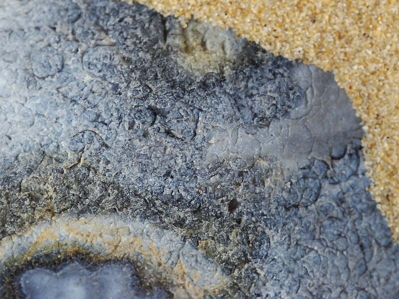 Fossilized Sea Creature — Gray