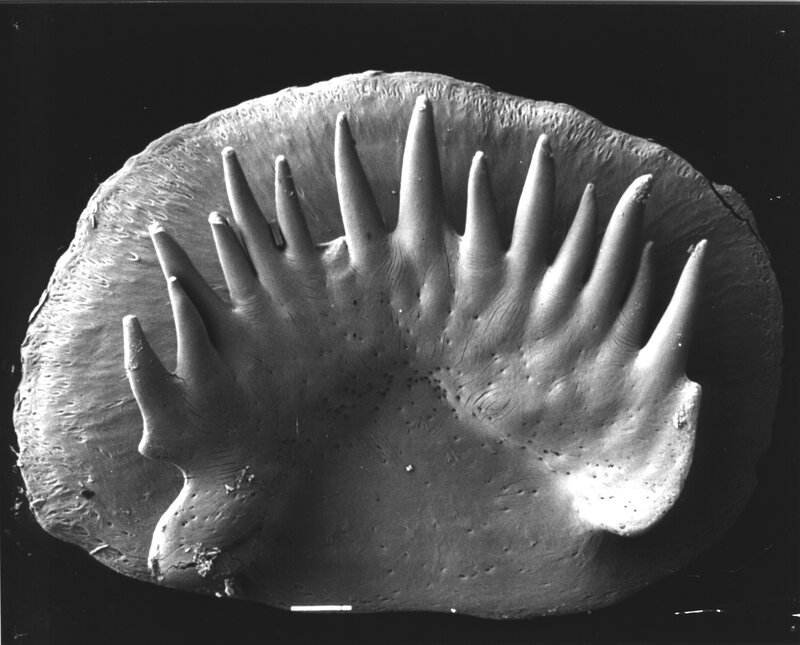 fossilized sea creature