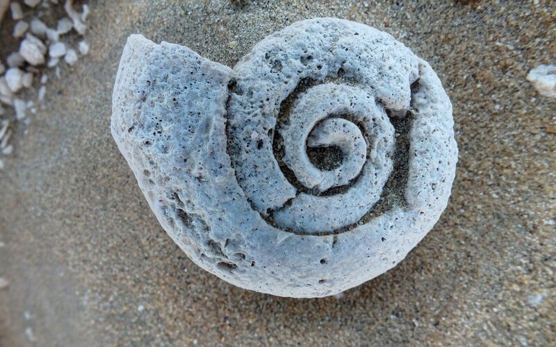 Fossilized Seashell