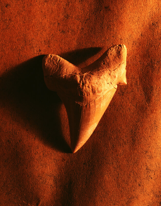 Fossilized shark tooth