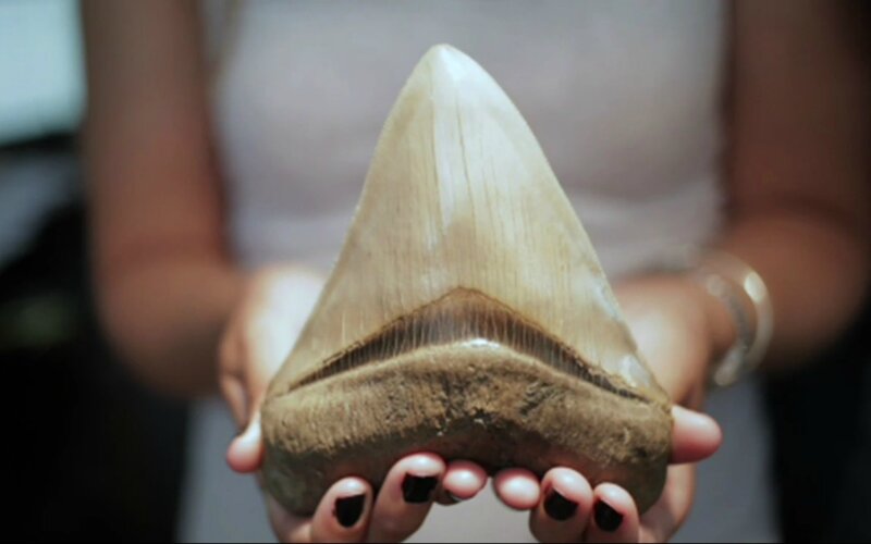 Fossilized Shark Tooth — Beige
