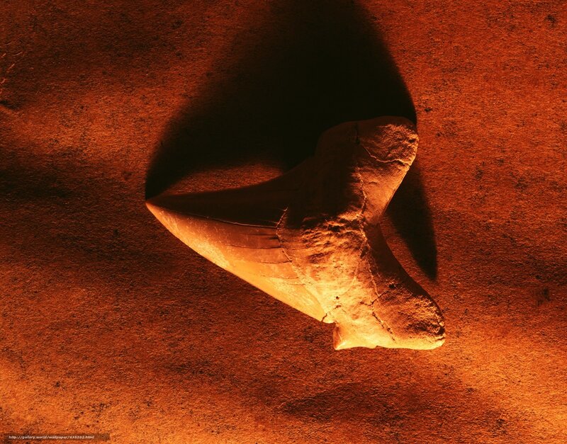 fossilized shark tooth