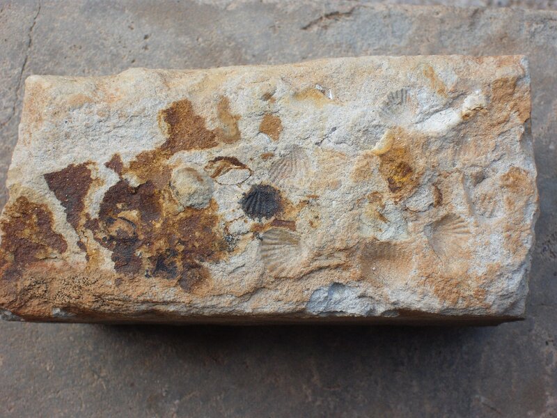 fossilized shell impressions in rock