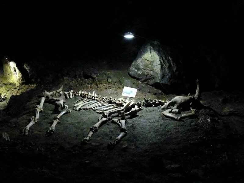 Fossilized Skeleton