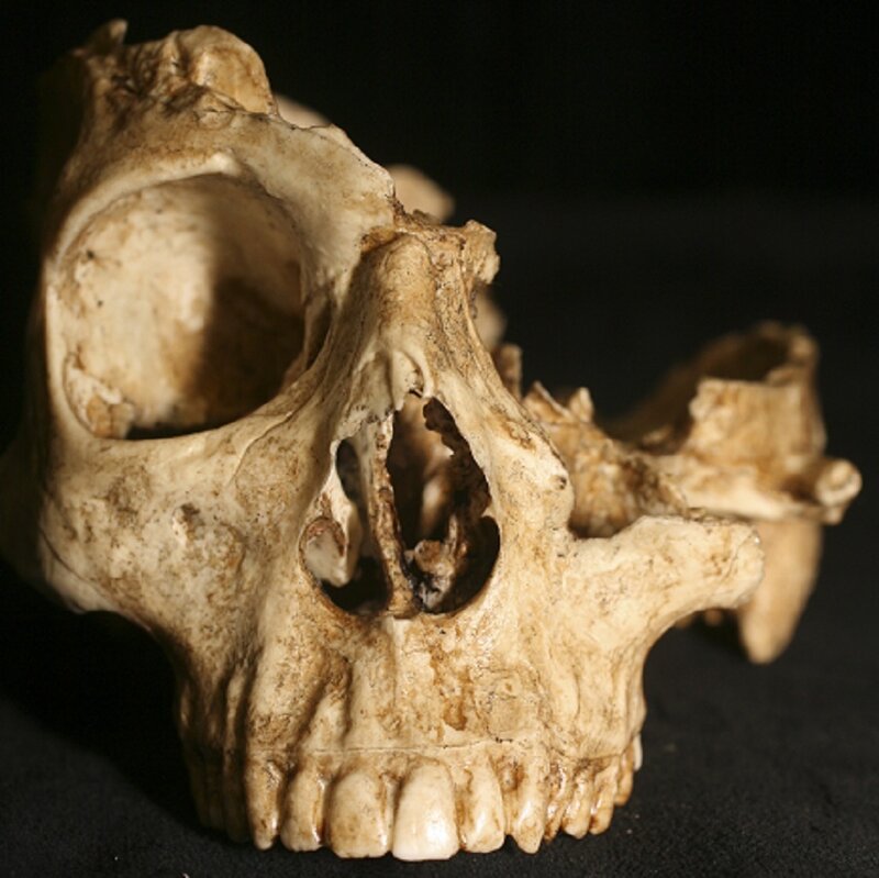 Fossilized Skull