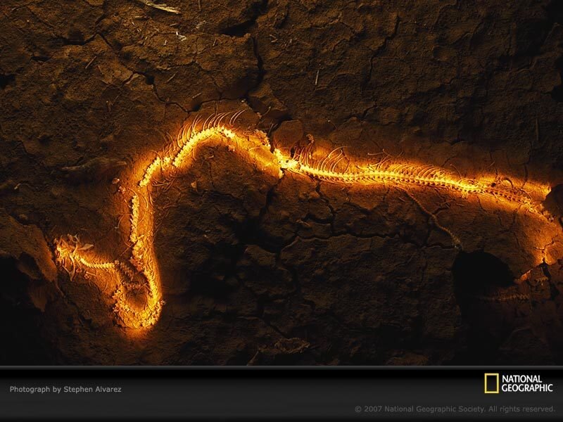 Fossilized snake in rock
