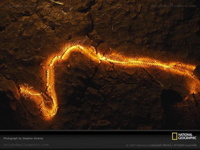 Fossilized snake in rock