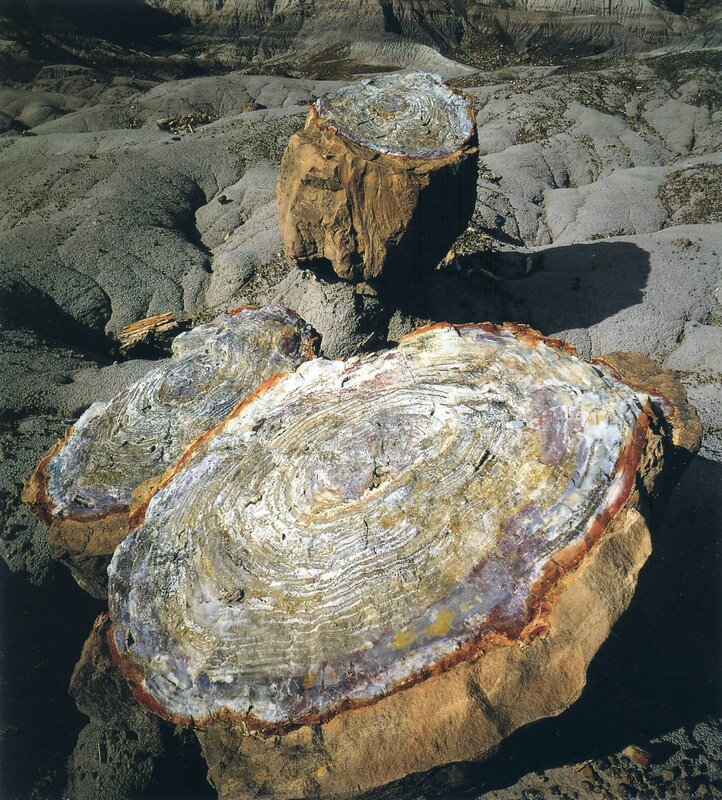 Fossilized tree stumps