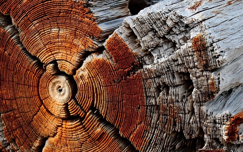 Fossilized Tree Trunk — Brown
