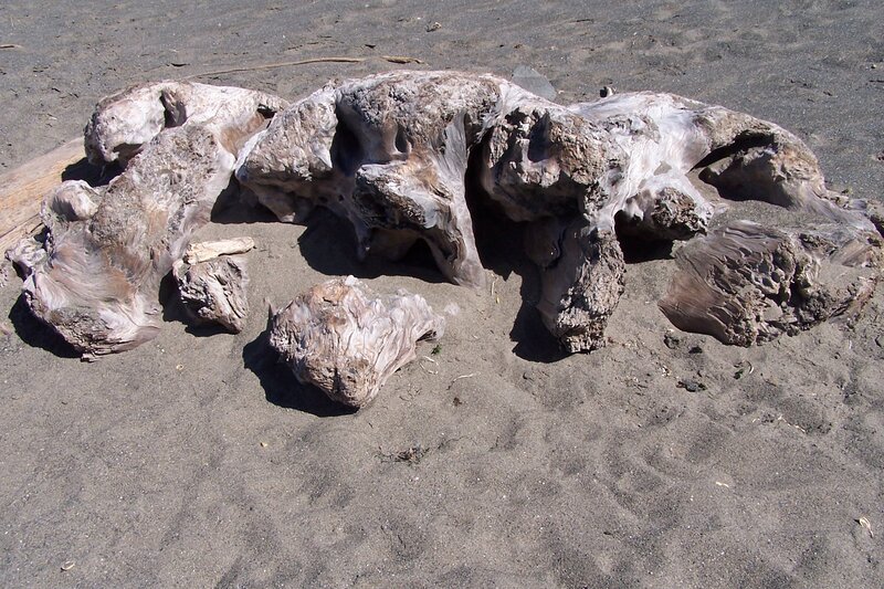 Fossilized Tree Trunk