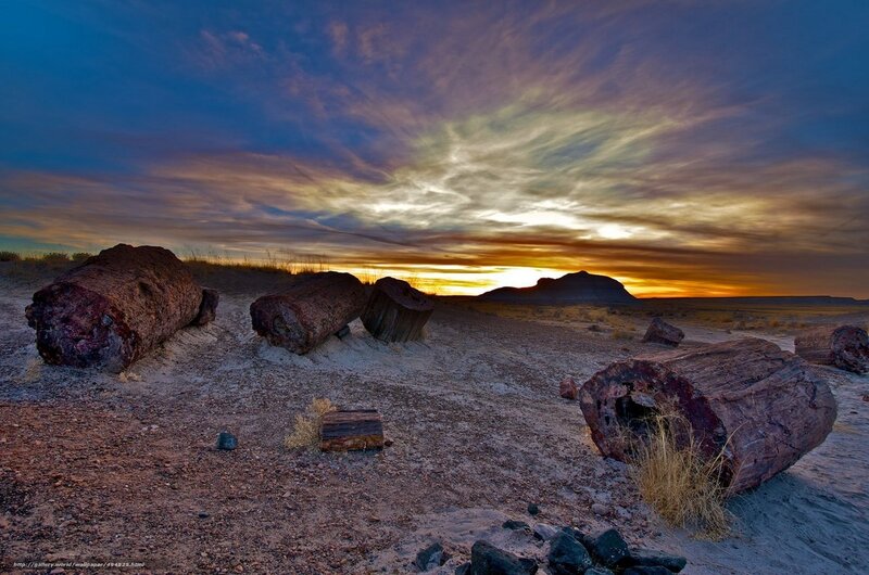 Fossilized trees at sunset