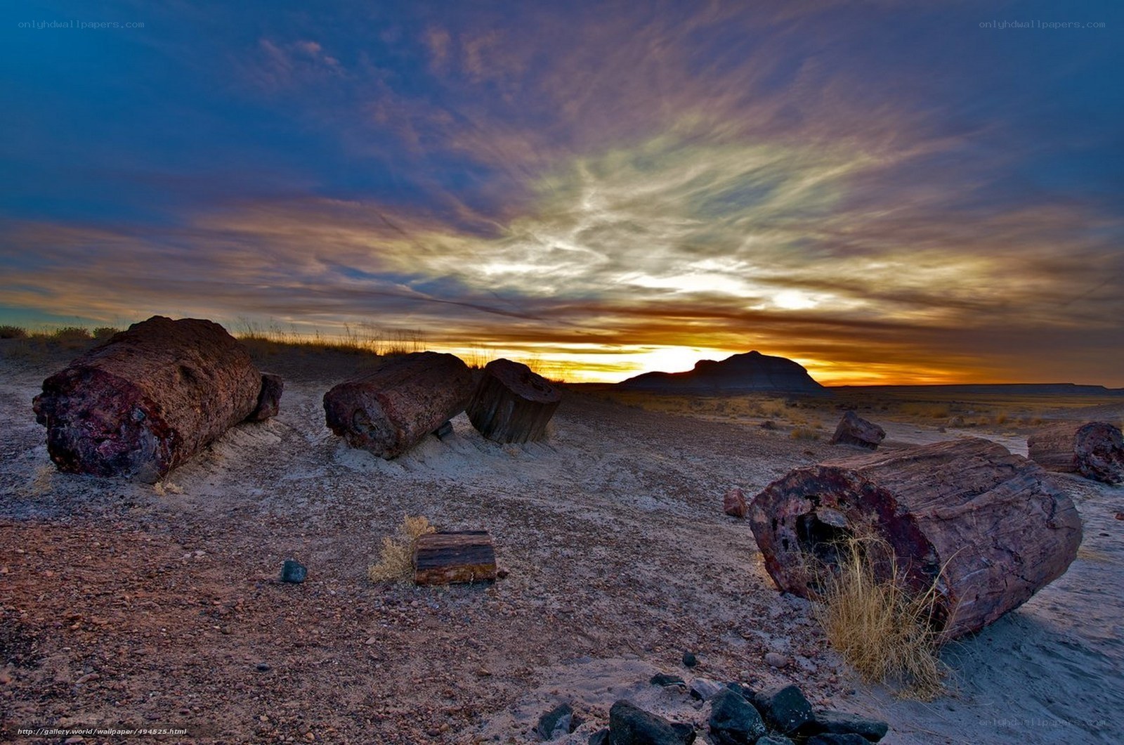 Fossilized trees at sunset
