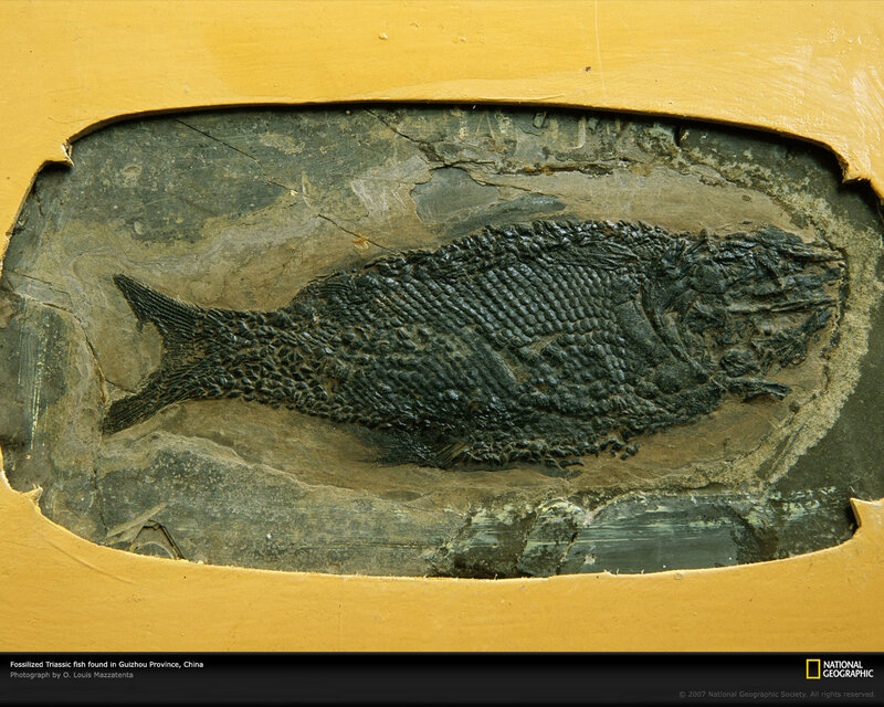 Fossilized Triassic fish