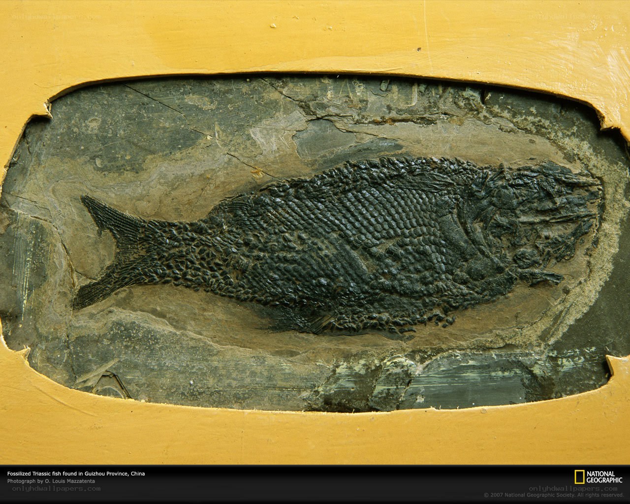 Fossilized Triassic fish