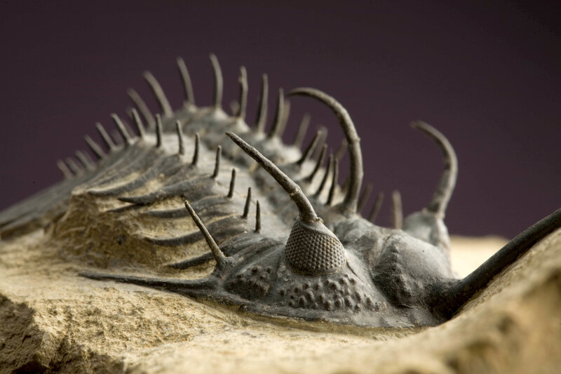 fossilized trilobite in rock