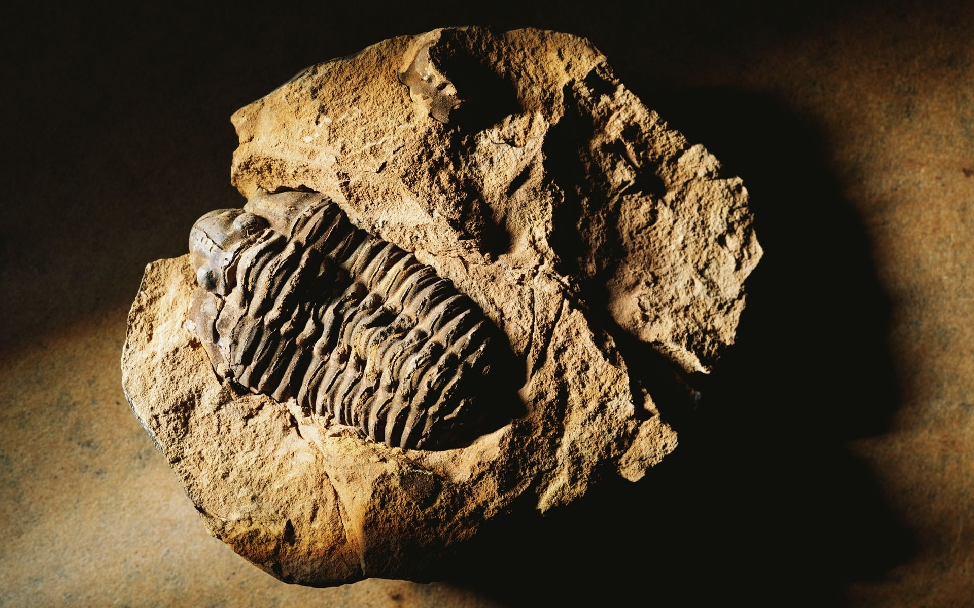 fossilized trilobite in rock