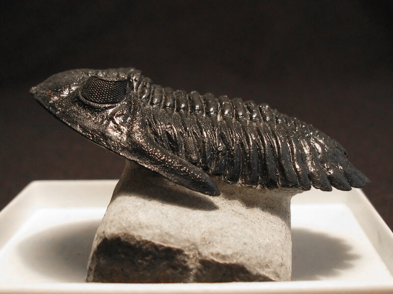 fossilized trilobite specimen