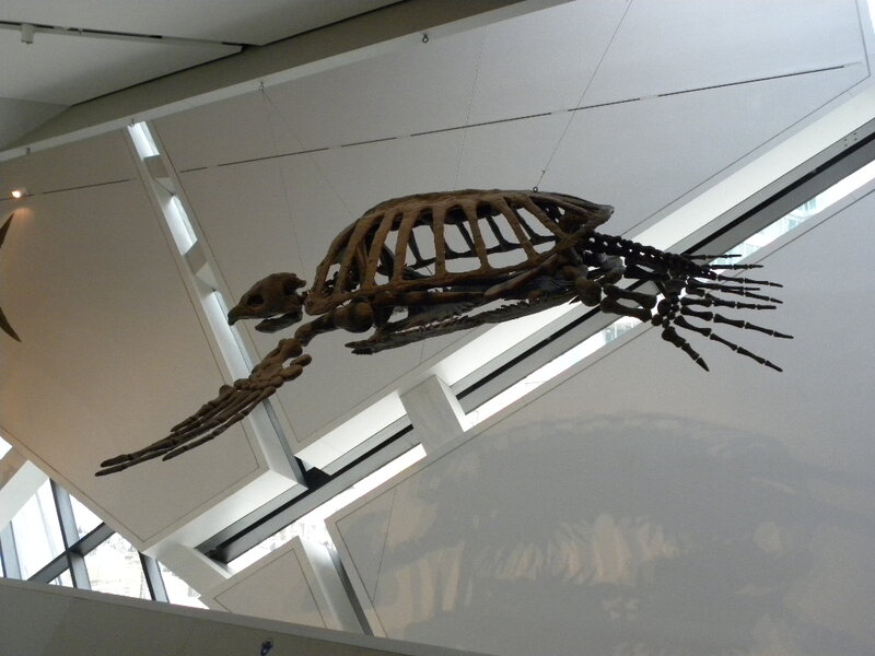 Fossilized Turtle Skeleton