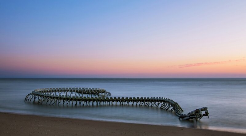 Fossilized Whale Skeleton