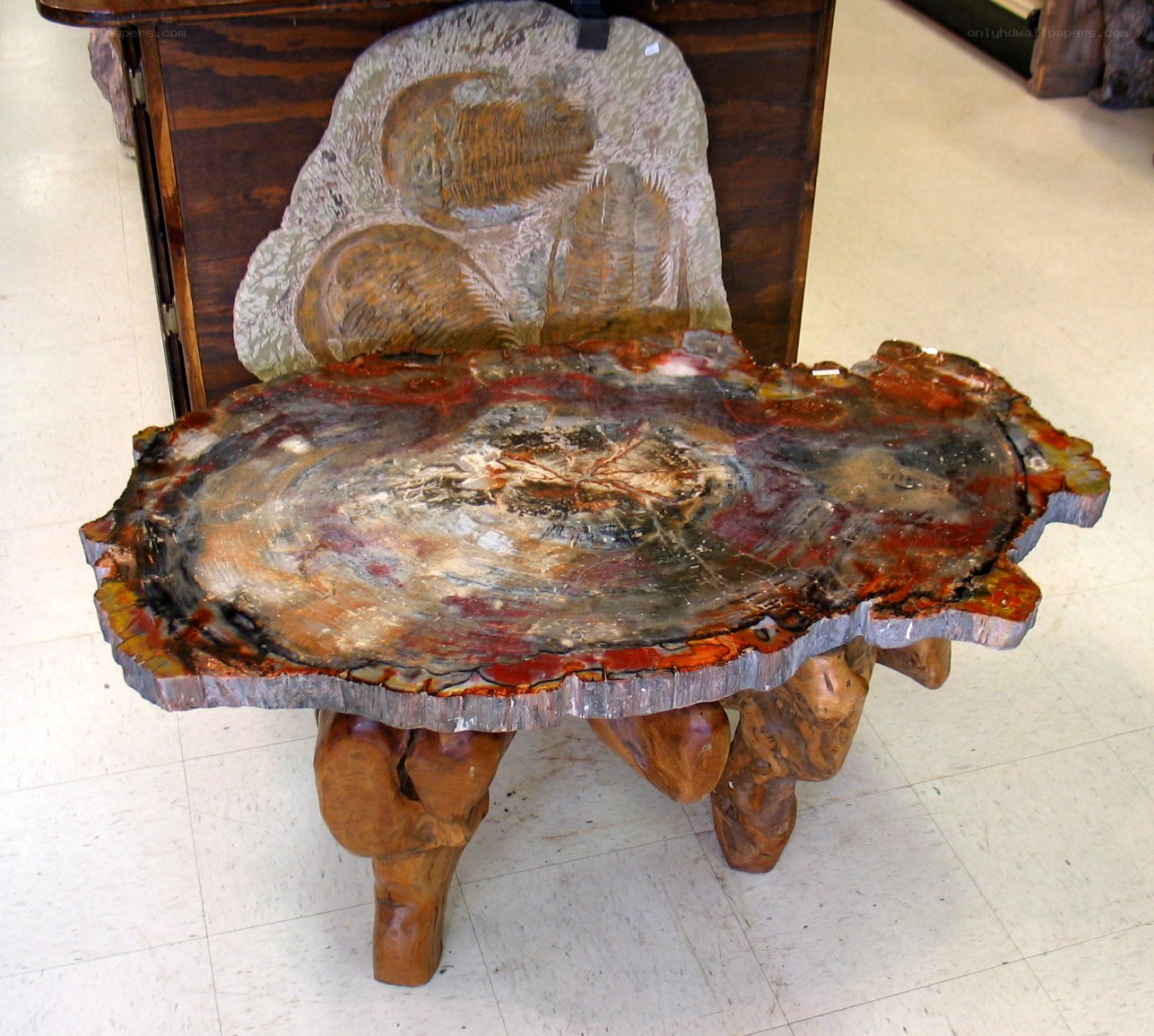 fossilized wood table with trilobite