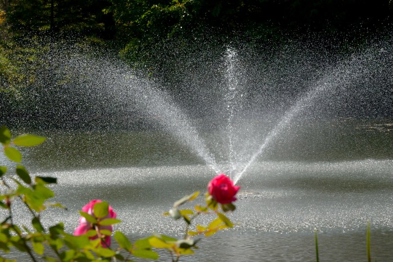 Fountain in Pond — Green, Serene, Afternoon, Photograph, Roses