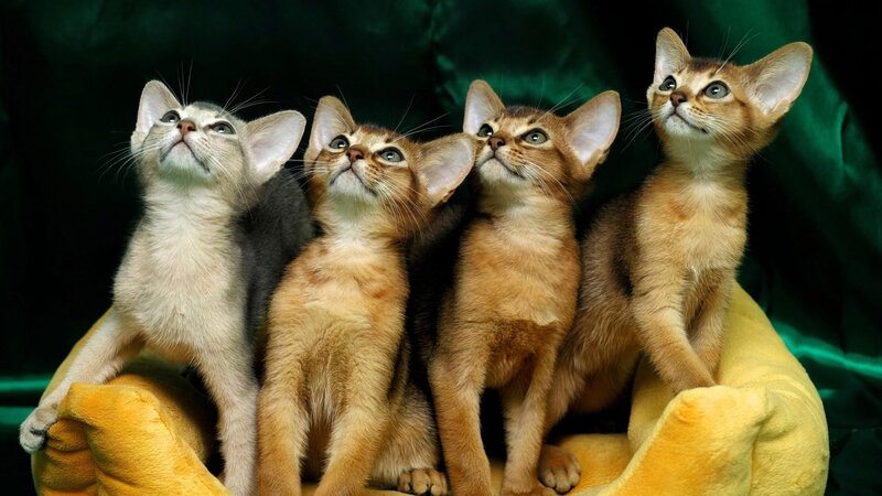 Four Abyssinian Kittens — Brown