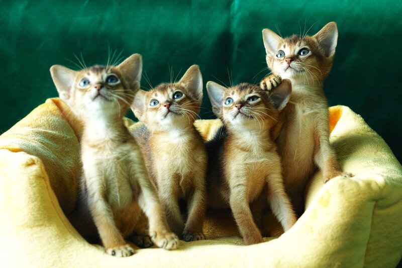 Four Abyssinian Kittens