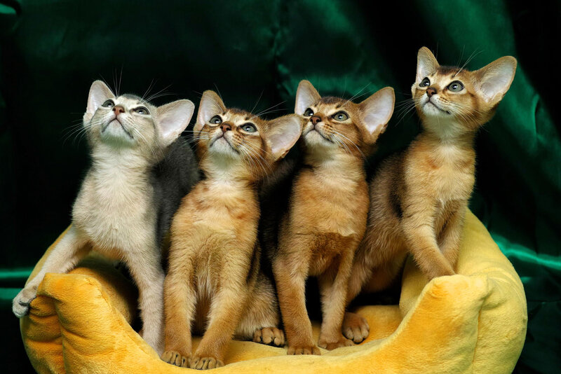 Four Abyssinian Kittens — Yellow