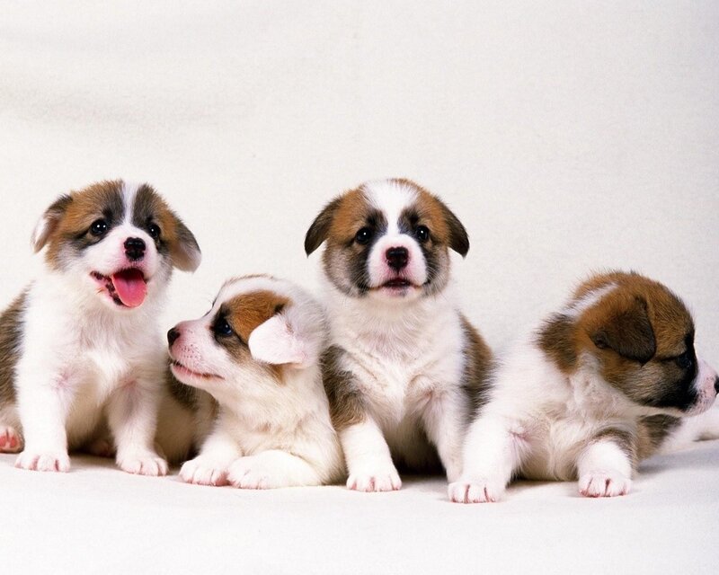 Four adorable corgi puppies