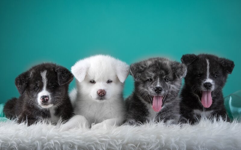 Four Akita Puppies