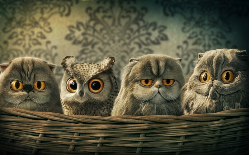 four animals in a basket