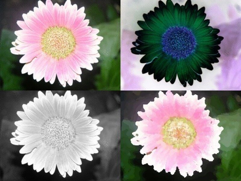 Four artistic flower images