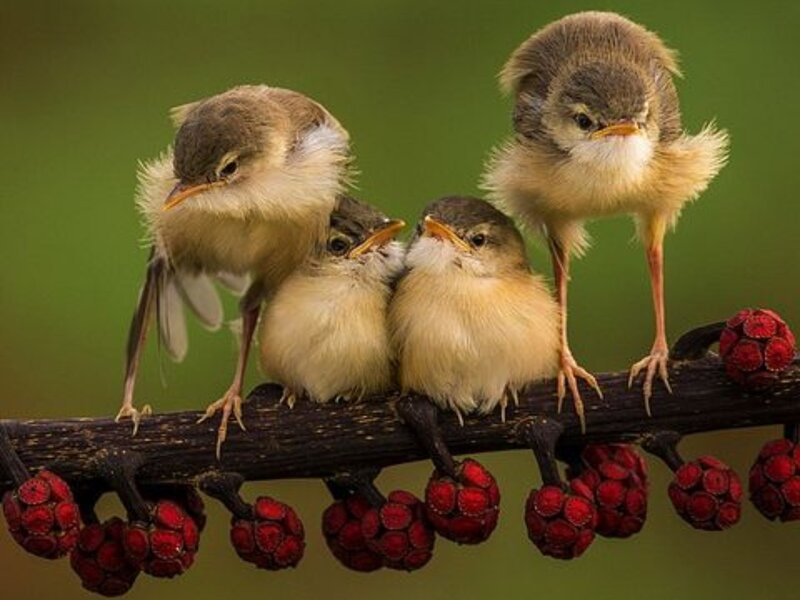 Four Baby Birds on Branch