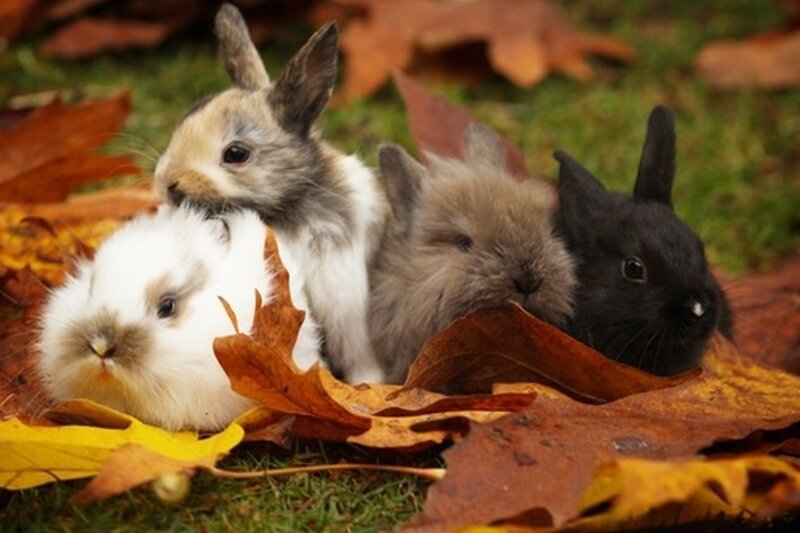 Four Baby Bunnies — Brown