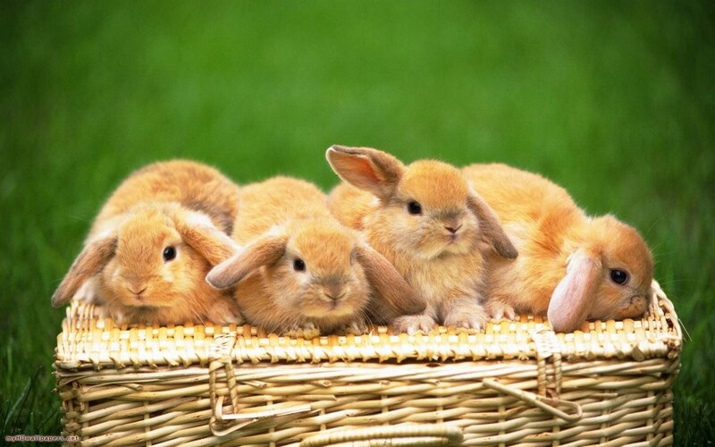 Four Baby Bunnies