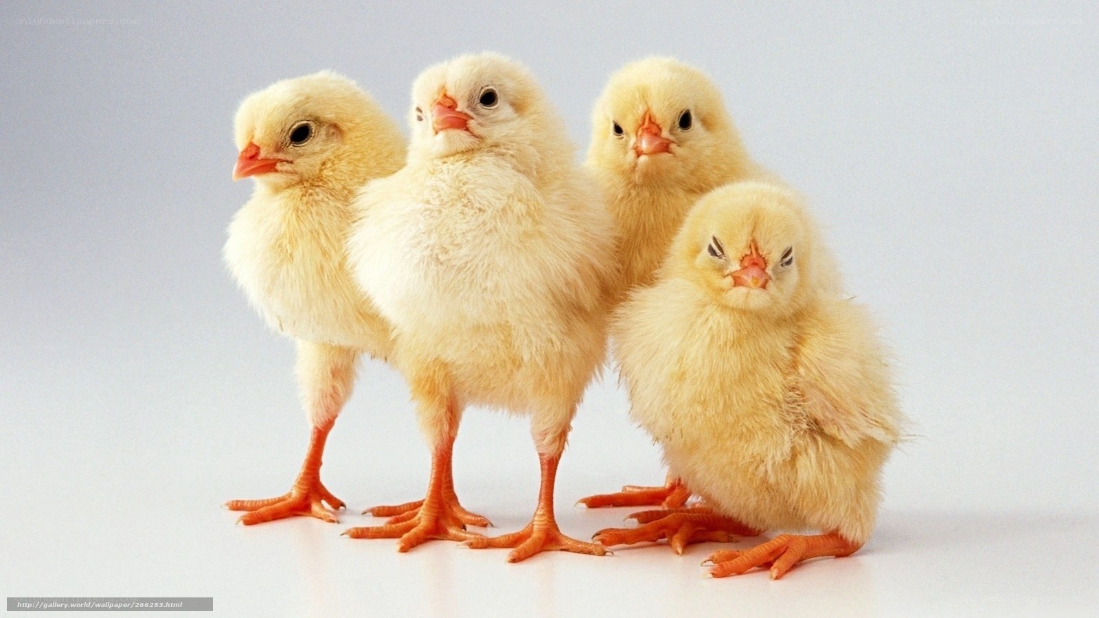 four baby chicks standing