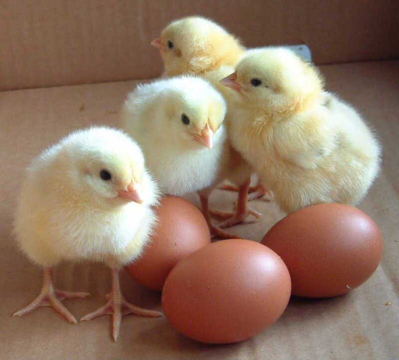 Four Baby Chicks